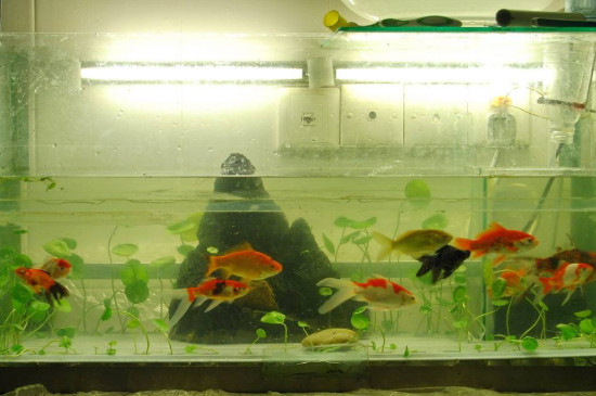 Quickly deal with yellowing fish tank water