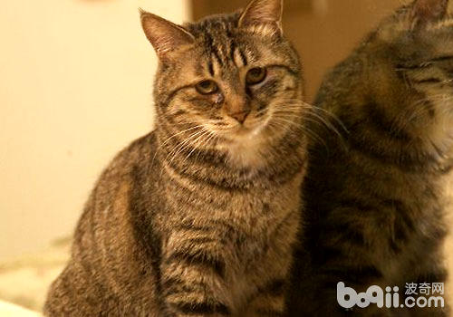 Are all tabby cats all civet cats? 