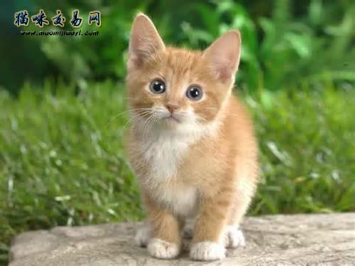 How much does a purebred hairless cat cost in Shantou City?