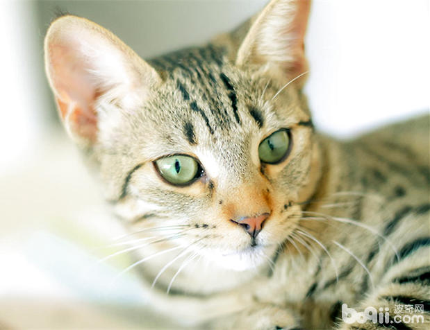 The Living Customs of Egyptian Cats