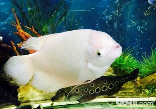 How to raise lucky fish? Four things you don