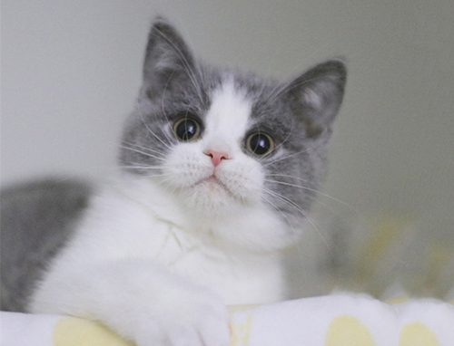 Do British Shorthair blue and white cats have good personalities? (Picture 1)
