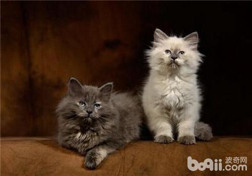 Knowledge about buying Siberian cats