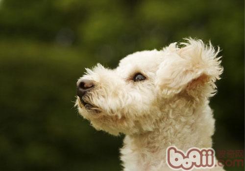 How to maintain The health of dog eyes